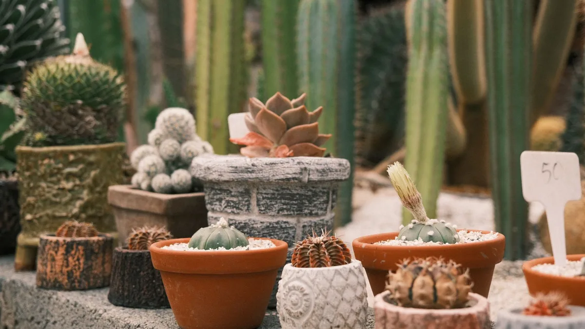Entretien cactus intérieur : arrosage d'un cactus