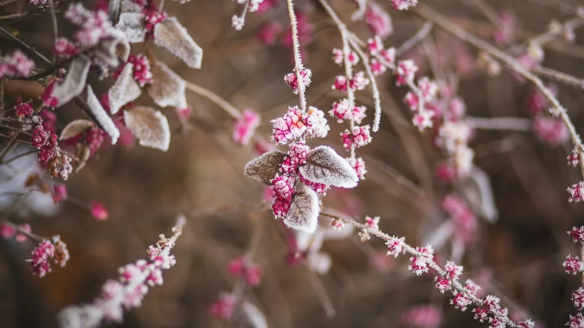 Fleurs de saison hiver