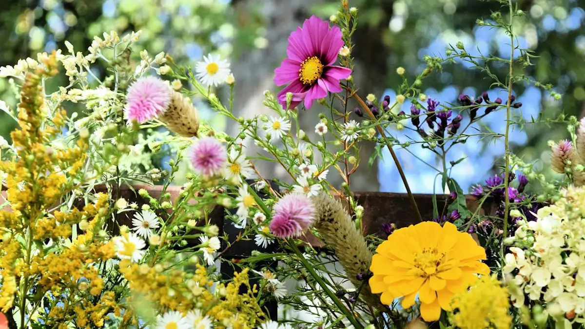 Fleurs du mois de juin