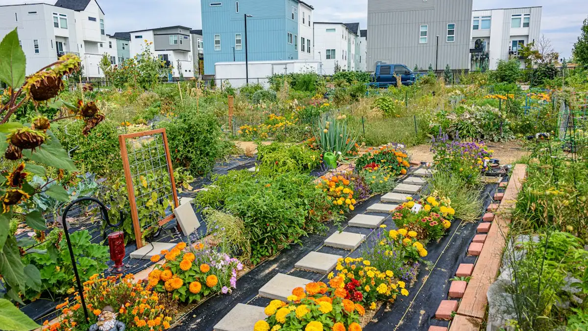 Fleurs pour potager