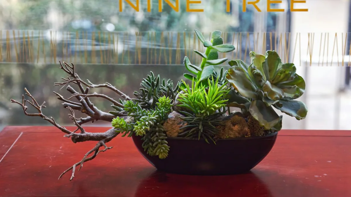 Plante grasse intérieur